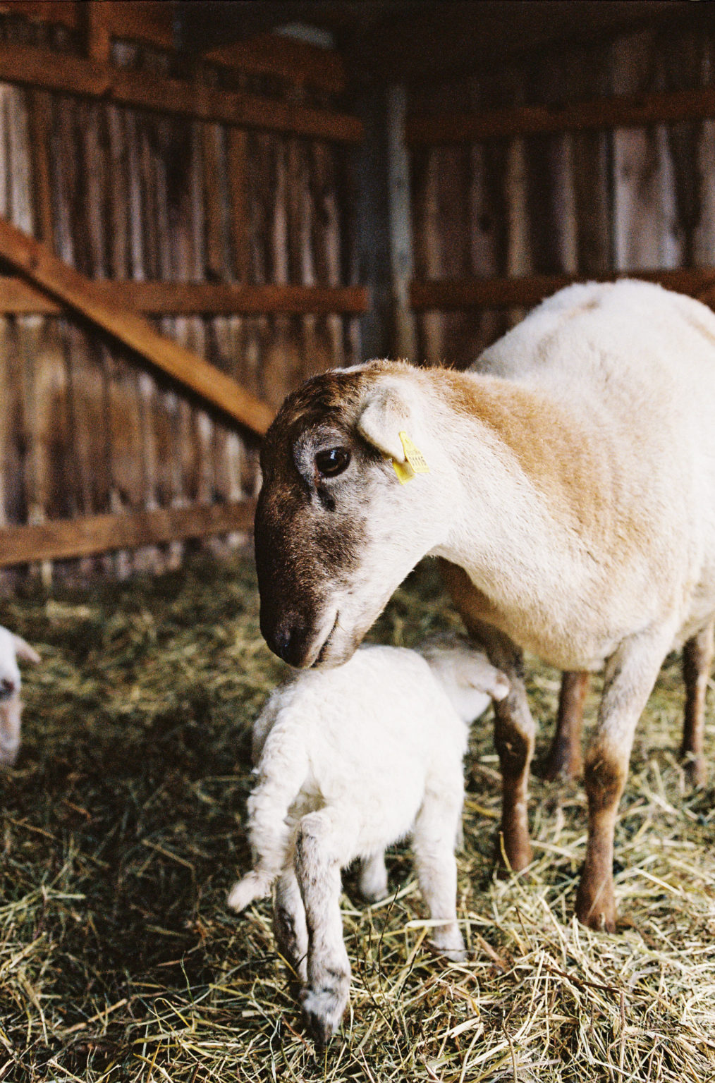 tips-on-preparing-for-lambing-season-oldslatefarm