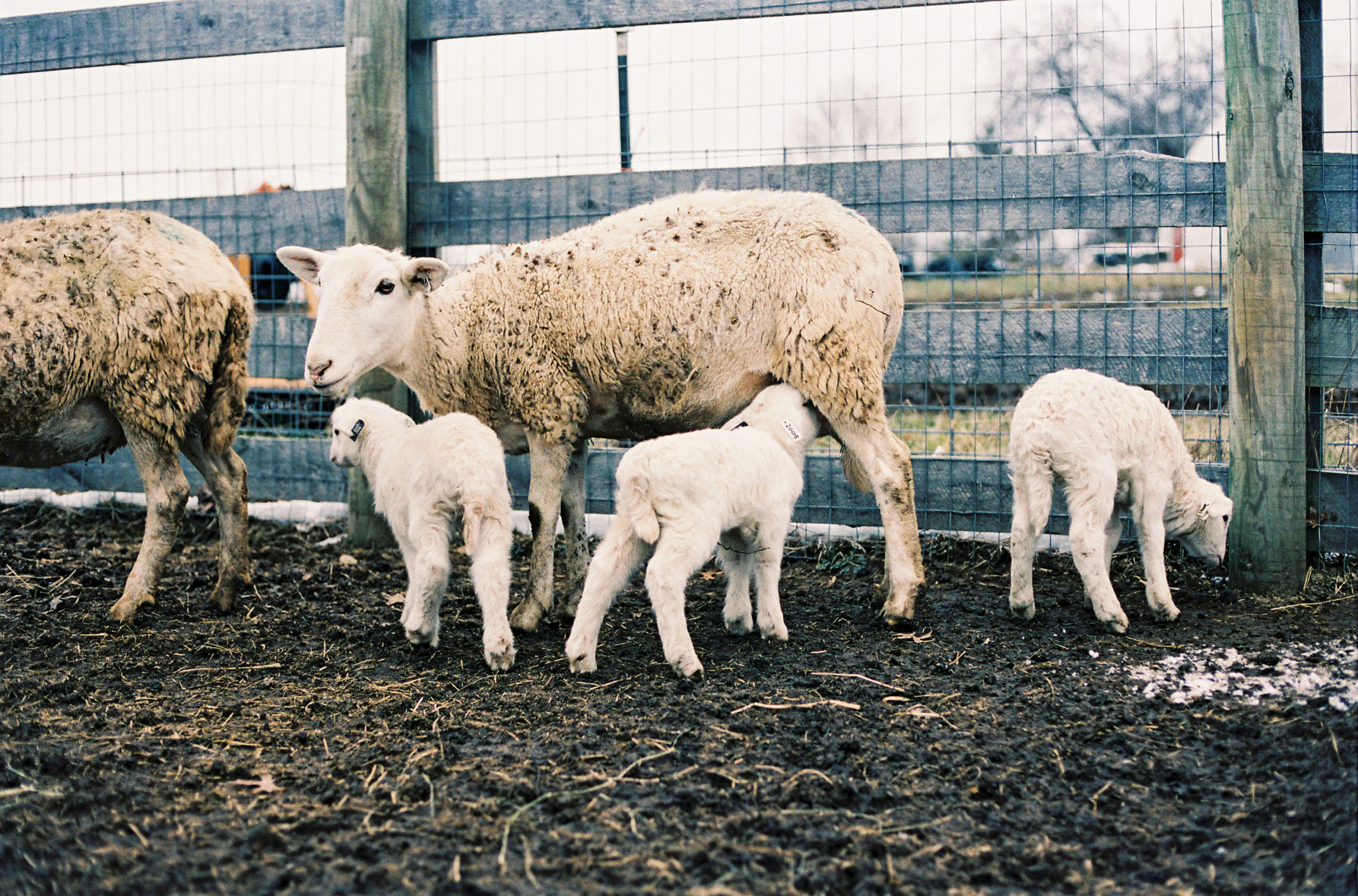 tips-on-preparing-for-lambing-season-oldslatefarm