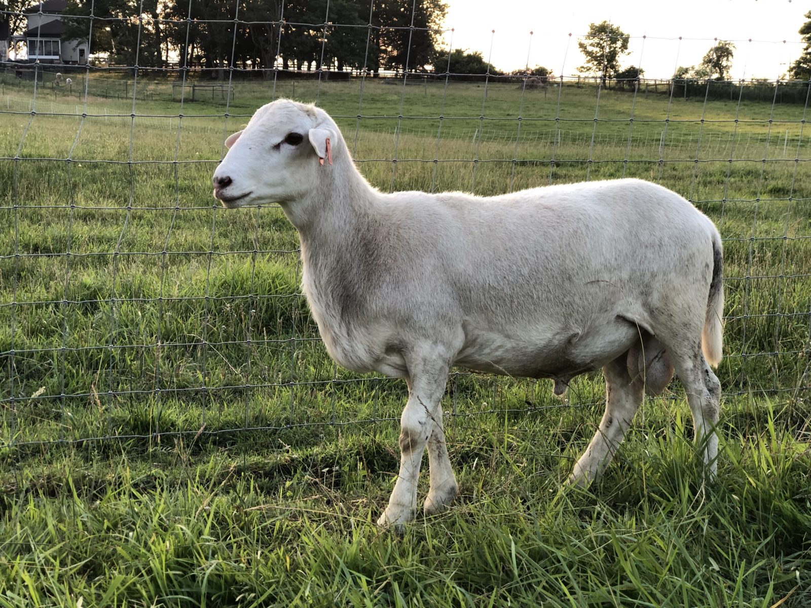 2020 Rams for Sale from Old Slate Farm - oldslatefarm.com